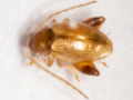 Longitarsus succineus